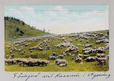Vykort på fårhjord i närheten av staden Laramie i Wyoming, 1913
