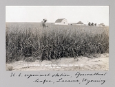 Vykort visandes Experiment Station i Laramie i Wyoming, 1913