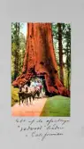 Vykort på ett av de väldiga Redwood-träden i nationalparken Sequioa i Kalifornien, 1913