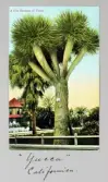 Vykort på en stor Yucca-palm i Kalifornien, 1913