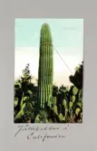 Vykort på jättekaktus i Kalifornien, 1913