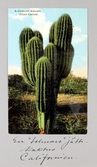 Vykort. En 10 meter hög Suhuara-kaktus i Kalifornien, 1913