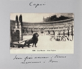Vykort visar scen i Circus Maximus arena, 1913