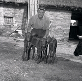 Harald Nelson. Kon födde tre stycken kalvar.