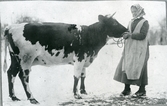 Kolbäck sn, Strömsholm.
Herrskogen. Selma Amalia Ågren med ko, 1924.