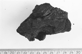 FORNFYND TRÄFRAGMENT