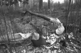 Träd fällt av bäver vid Karlslunds herrgård, 1977