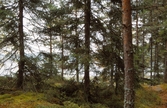 Barrträd vid Skirasjön , 1988