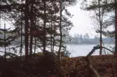 Barrträd vid Skirasjön , 1988