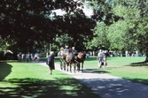 Häst och vagn i Stadsparken, 1990