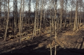 Trädgallring vid Hjälmarsberg, 1980-tal