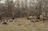 Hage vid Hjälmarsberg, 1980-tal