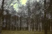 Björkskog vid Hjälmarsberg, 1980-tal
