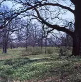 Vitsippshage vid Hjälmarsbergs herrgård, 1980-tal