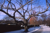 Vinter i stadsparken, 1980-tal