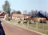 Hästar vid manegen på Karlslunds herrgård, 1970-tal