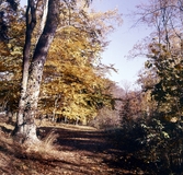 Naturbild från Karlslunds omgivningar, 1970-tal