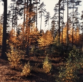 Karlslundsskogen, oktober 1969