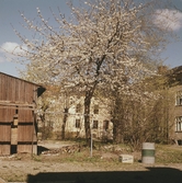 Gårdsinteriör på Berggatan, 1973