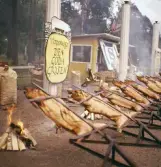 Grisfest i Brunsparken, 1960-tal