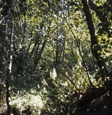 Natur vid Markasjön i Almby, 1967