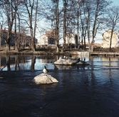 Gäss i Svartån, 1960-tal