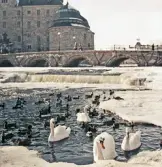 Svanar i Svartån, 1960-tal