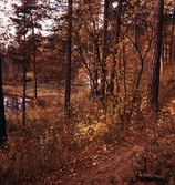 Natur i Karlslund, 1970-tal