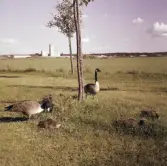 Gäss i Åby, 1960-tal