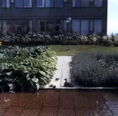 Änder på Krämarens takterass, 1970-tal