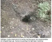 Gullhögen i Husby-Långhundra