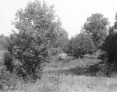 Stavs äng, Österåkers kommun.