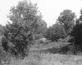 Stavs äng, Österåkers kommun.