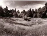 Ruddamen Säbvyskogen