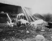 Geta-Johanna, 1930-tal