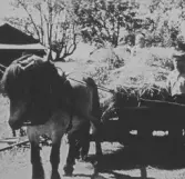 Höbärgning, 1930-tal