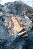 Koncentration av bearbetat horn och ben på Solberga 4:11, under utgrävning i september 1972.