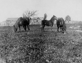 Hästar på bete, 1910-tal