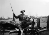 Albert Karlsson med nedlagd älg, 1930-tal
