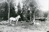 Badelunda sn, Långby.
Erik Hjalmar Pettersson i hästkärra, c:a 1919.