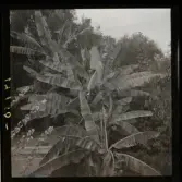 1950. Frankrike. Bananträd