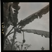 1950. Frankrike. Bananträd