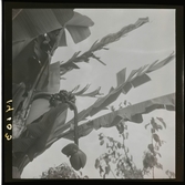 1950. Frankrike. Bananträd