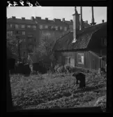 539 Söder. En man arbetar bland odlingarna framför en träkåk.