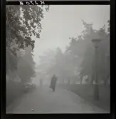 542/B Dimma. Dimma i parken.