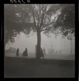 542/B Dimma. Människor passerar på trädkatad gata.