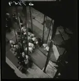 561 Operan för Allers. Föreställning på scen, bilden tagen uppifrån. Ensemblen bugar.