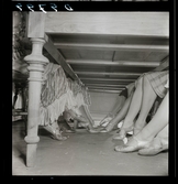 561 Operan för Allers. Kvinnliga dansares fötter under ett bord.
