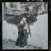 568 F. Stieg Trenter, Torremolinos. En man lyfter upp en flicka för att lukta på blommor som växer öve ren mur.