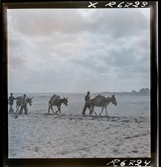 568 F. Stieg Trenter, Torremolinos. Män med åsnor på stranden.